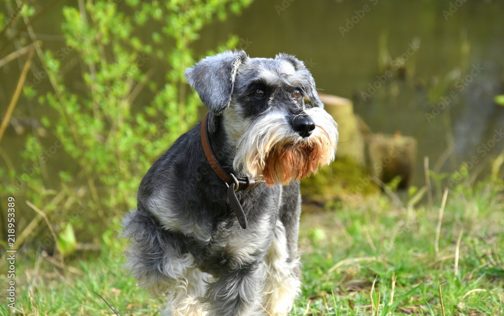 Proud dog Proud dog