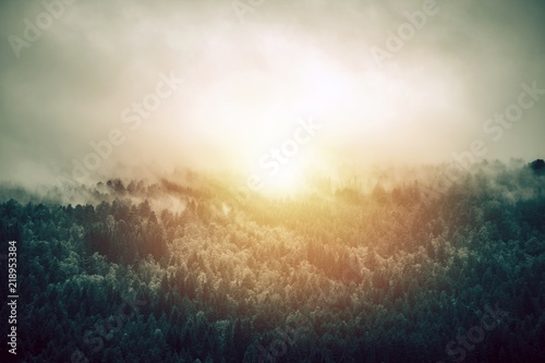 Sunny Foggy Forest Landscape