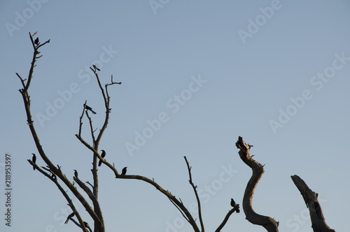 Birds on trees 