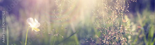 Vegetative background with wildflowers, panorama of a sunny meadow, macro, bokeh background, blur © MiaStendal