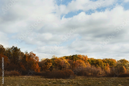 Wide panorama landscape with yellow trees