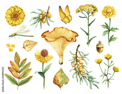 Watercolor illustrations of flowers, mushrooms and insects