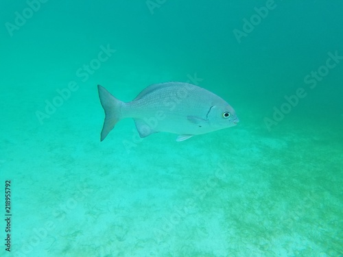 Poisson