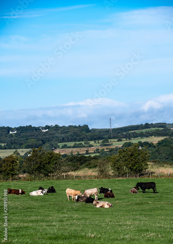 Cows in the Scottish Hills photo