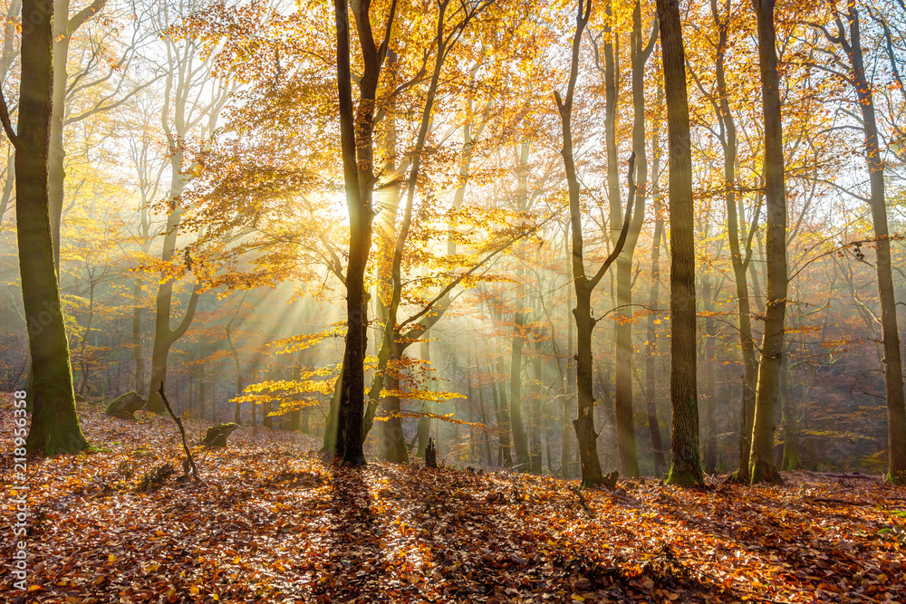 Romantic sunbeams in the autumn forest in the Lüneburg Heath, northern Germany