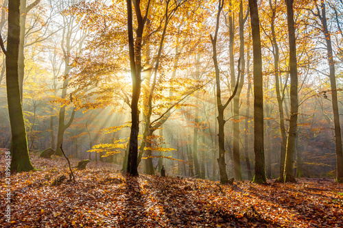 Romantic sunbeams in the autumn forest in the L  neburg Heath  northern Germany