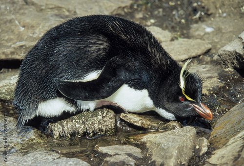 Gorfou huppé, Manchot gorfou sauteur, Eudyptes sclateri, Erect crested Penguin photo