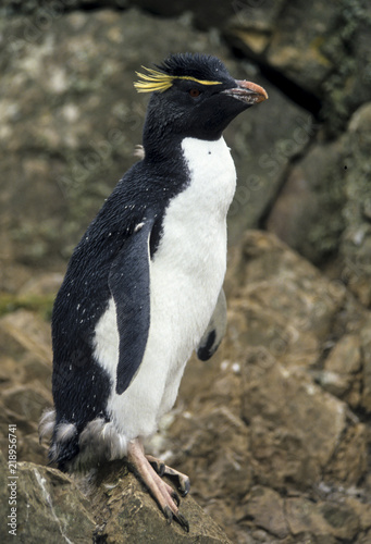 Gorfou huppé, Manchot gorfou sauteur, Eudyptes sclateri, Erect crested Penguin photo