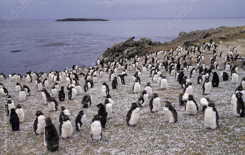 Gorfou huppé, Manchot gorfou sauteur, Eudyptes sclateri, Erect crested Penguin photo