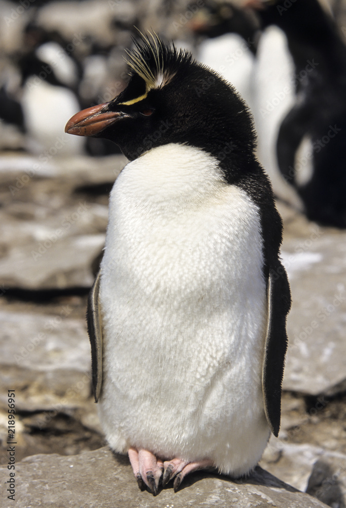 Fototapeta premium Gorfou huppé, Manchot gorfou sauteur, Eudyptes sclateri, Erect crested Penguin
