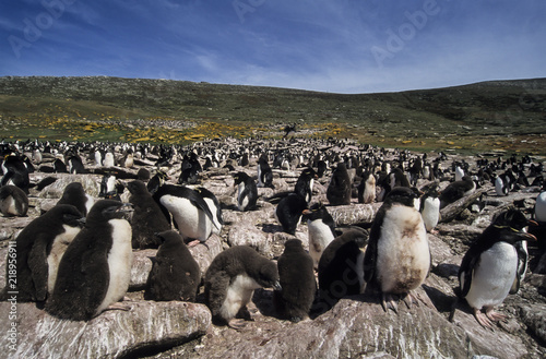 Gorfou huppé, Manchot gorfou sauteur, immature, Eudyptes sclateri, Erect crested Penguin photo