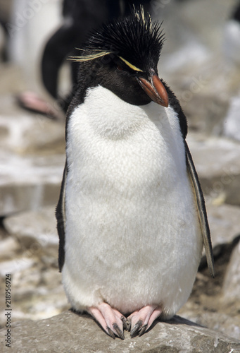 Gorfou huppé, Manchot gorfou sauteur, Eudyptes sclateri, Erect crested Penguin photo