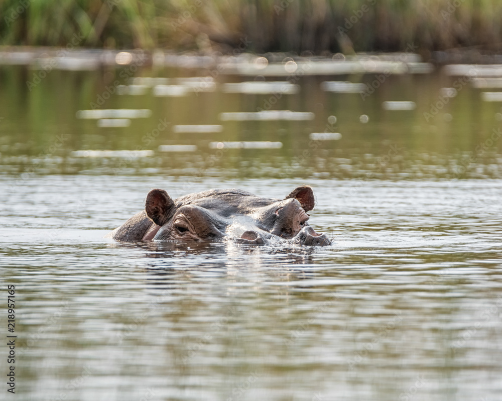 Fototapeta premium Hippopotamus