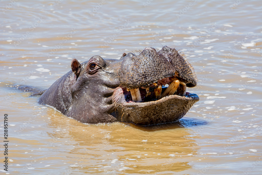Fototapeta premium Hippopotamus