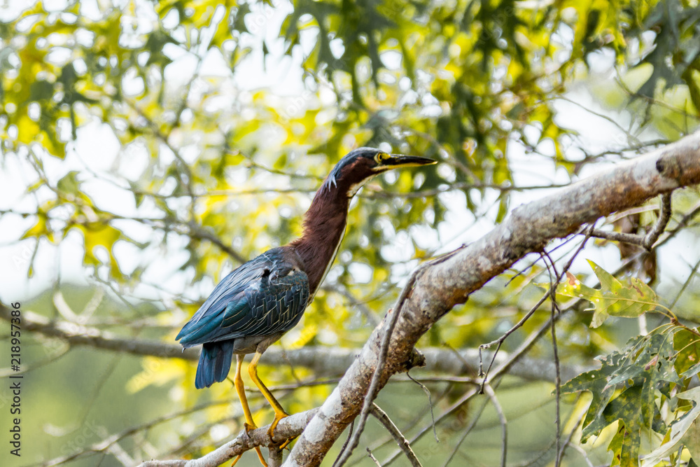Fototapeta premium Green Heron on a Tree Branch