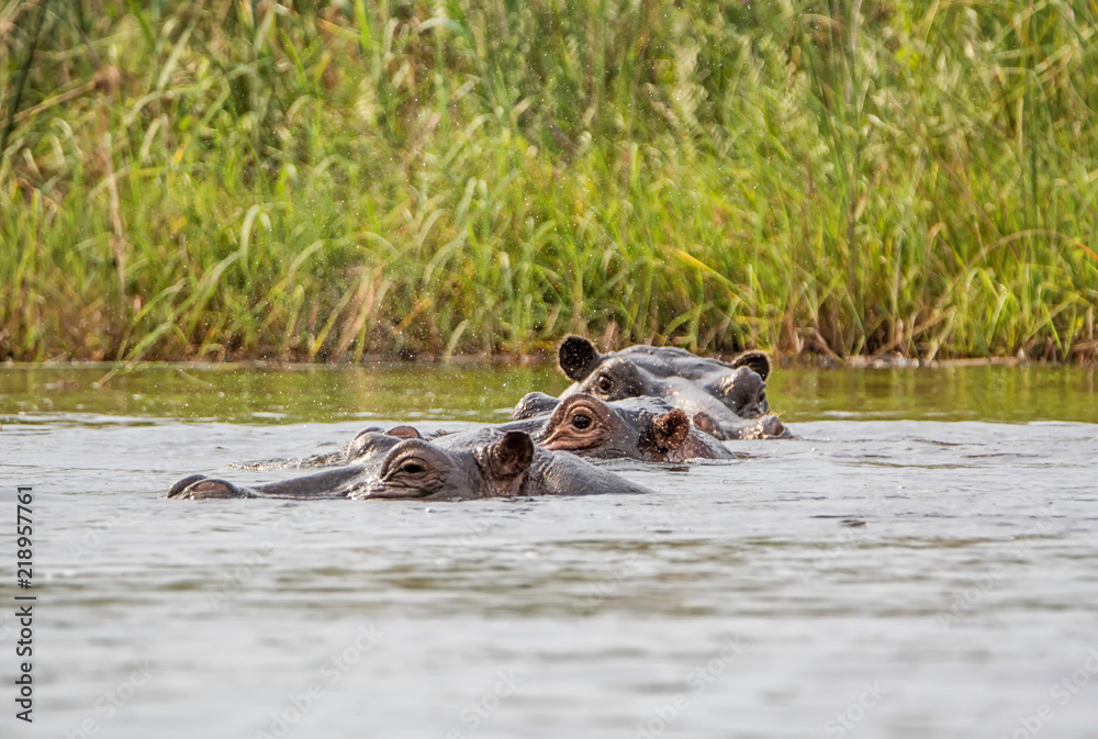 Fototapeta premium Hippopotamus