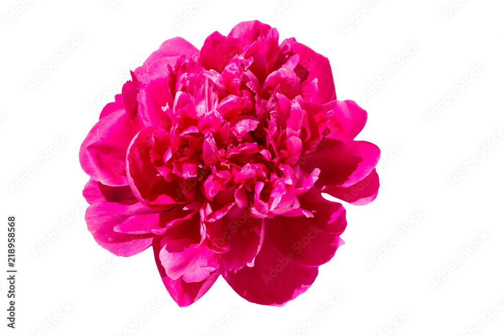 Pink peony flower isolated on white background Pink peony flower isolated on white background