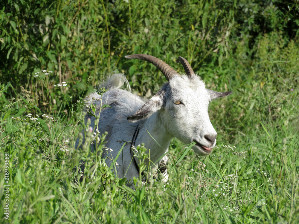 White goat shows tongue. Tethered goat grazing in the green grass White goat shows tongue. Tethered goat grazing in the green grass