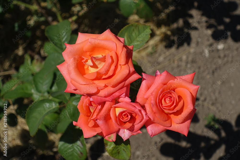 Bright pinkish orange flowers of garden rose Bright pinkish orange flowers of garden rose