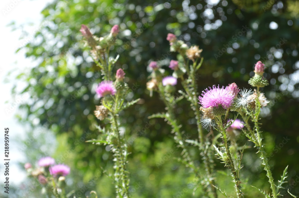 Thistles Thistles