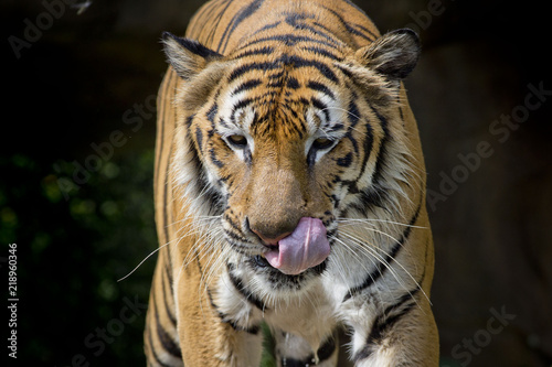 Tiger portrait in front of black background