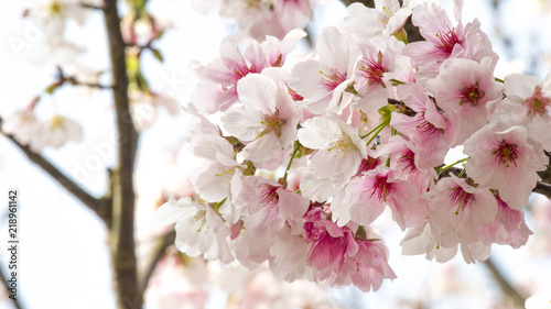 Cherry blossoms