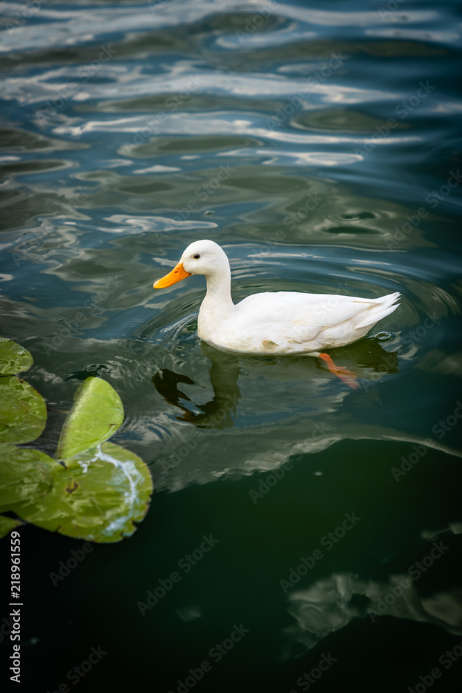 Fototapeta premium Domestic duck, Peking duck, Anas platyrhynchos, on the lake in the wild, is swimming on the lake, water lily