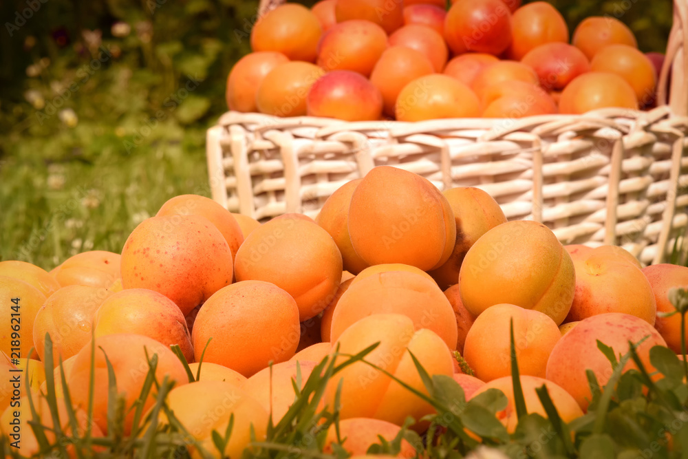 Many apricots lie on the grass, harvesting Many apricots lie on the grass, harvesting