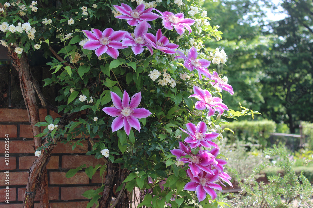 Fototapeta premium クレマチスの花