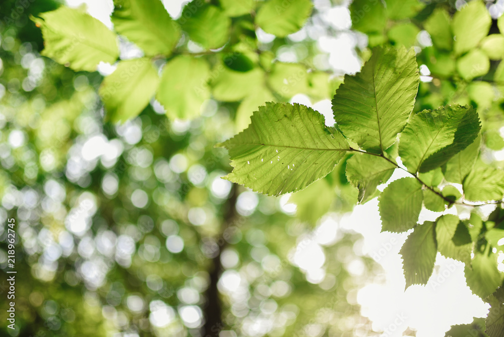 Fototapeta premium Natural green background with selective focus