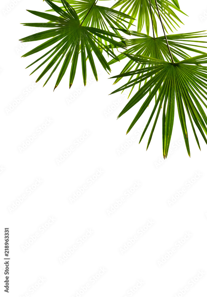 Tropical leaves palm tree ( Livistona ) on a white background with space for text. View from below