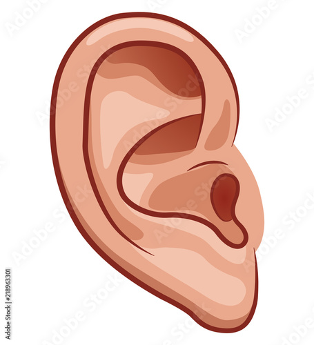 Vector ear on white background photo