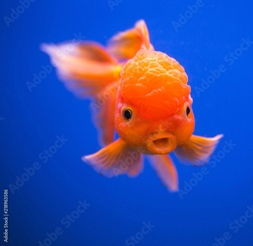 Gold Fish © Robert