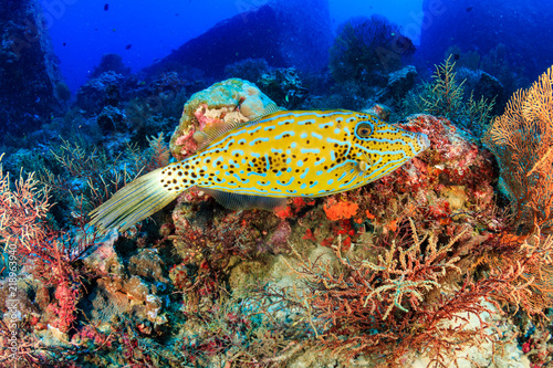 A beautiful Filefish swimming over a colorful tropical coral reef at Koh Tachai island, Thailand photo