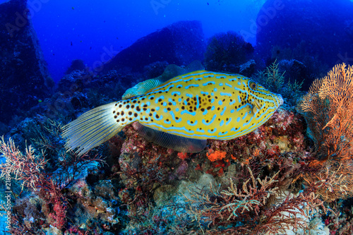 A beautiful Filefish swimming over a colorful tropical coral reef at Koh Tachai island  Thailand