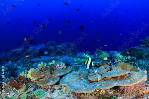 Colorful tropical fish swimming around a vibrant tropical coral reef system in Asia