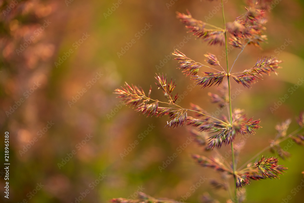 Branch with seeds on grass in nature Branch with seeds on grass in nature