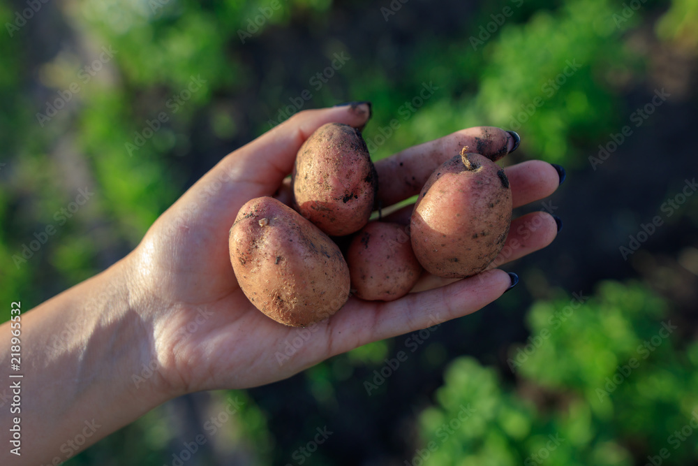 Fresh potatoes in hand in the garden