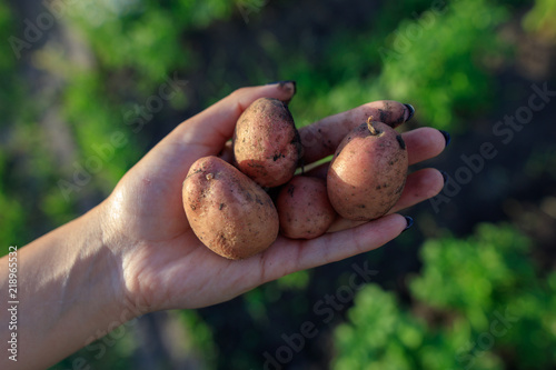 Fresh potatoes in hand in the garden