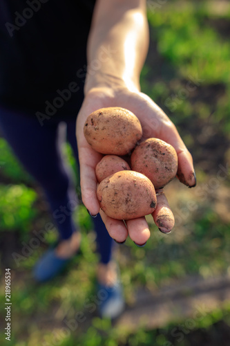 Fresh potatoes in hand in the garden