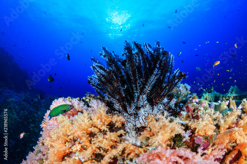 A beautiful, colorful tropical coral reef system in Asia