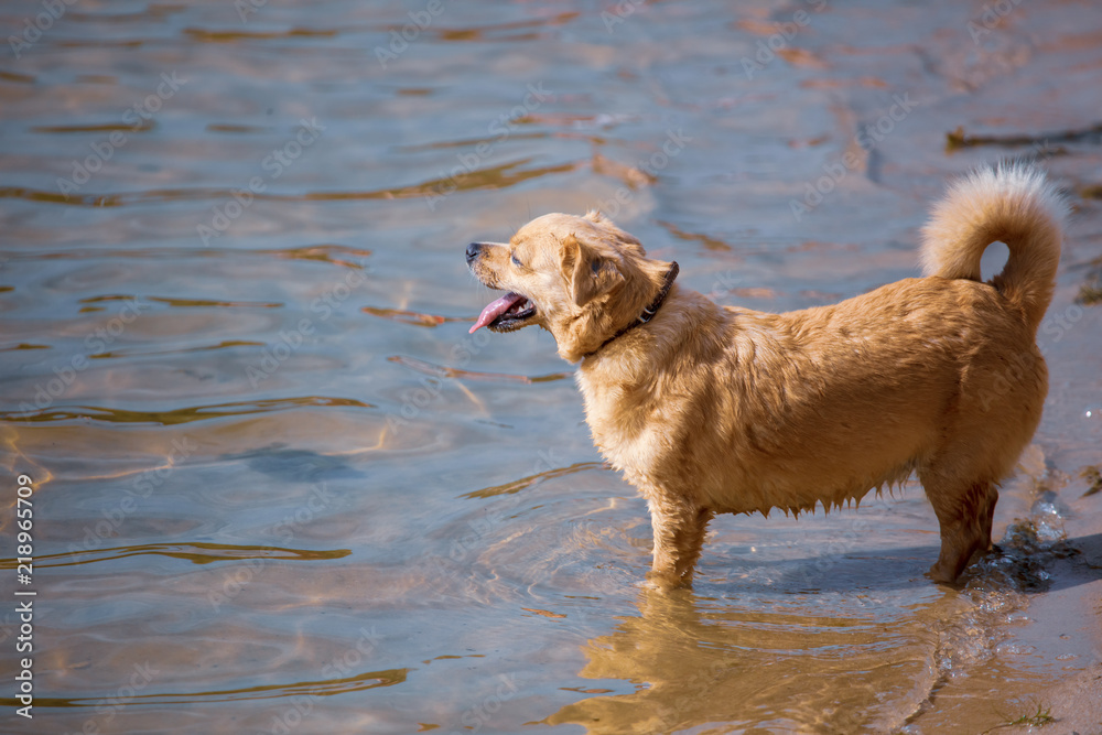 The dog walks on the water on the beach The dog walks on the water on the beach