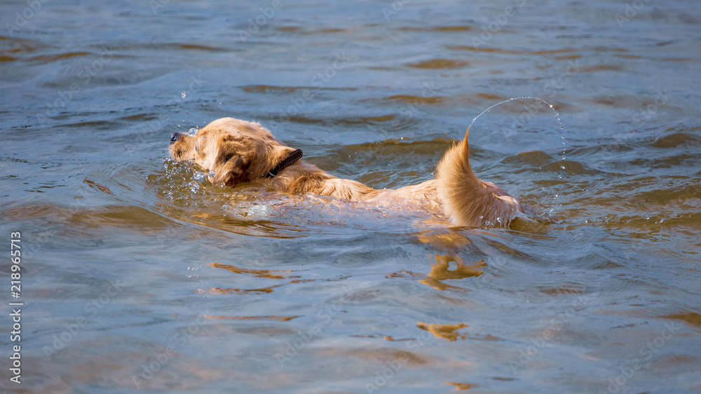 Obraz premium The dog is swimming on the water in the lake
