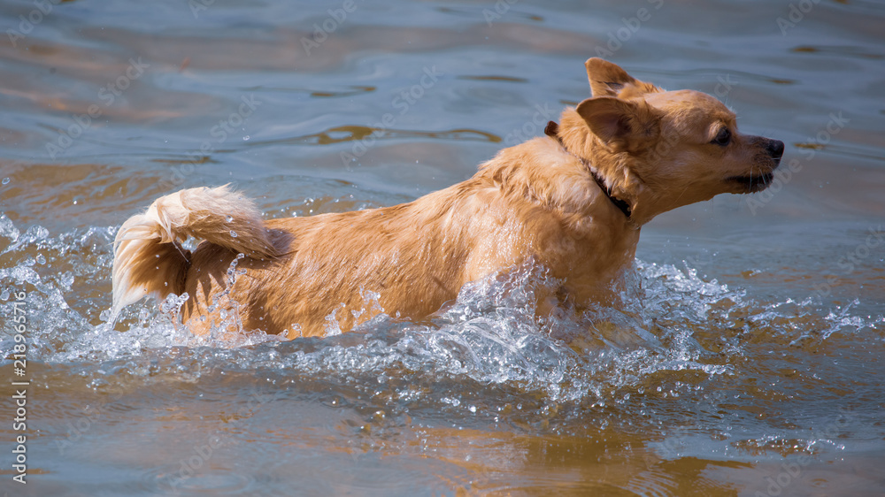 The dog is swimming on the water in the lake The dog is swimming on the water in the lake