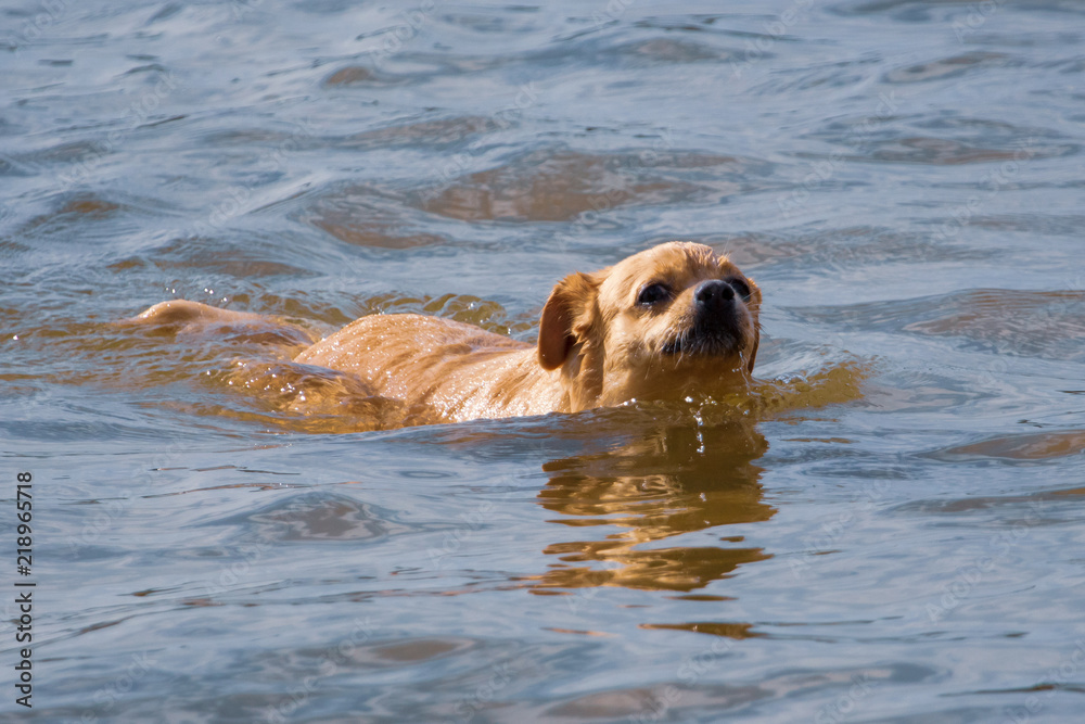 The dog is swimming on the water in the lake The dog is swimming on the water in the lake
