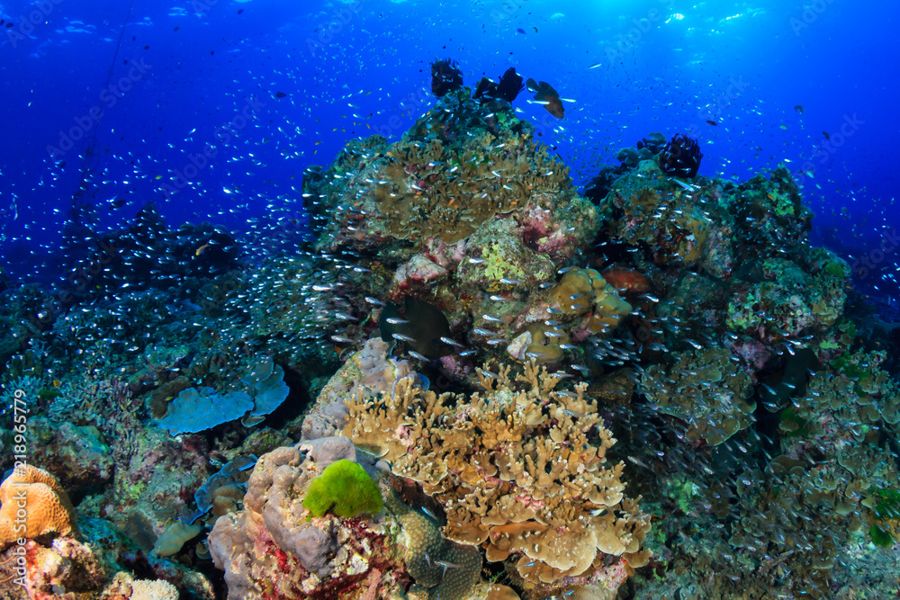 Shoals of colorful tropical fish swimming around a beautiful tropical coral reef