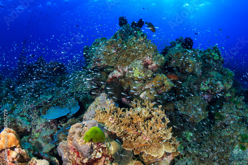 Fototapeta Naklejka Na Ścianę i Meble -  Shoals of colorful tropical fish swimming around a beautiful tropical coral reef