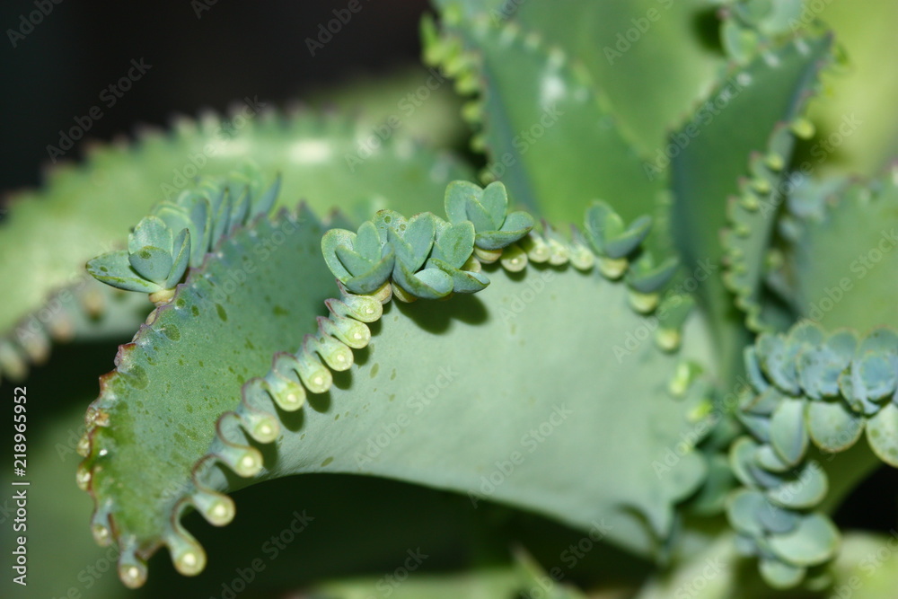 Fototapeta premium a bud on leaf