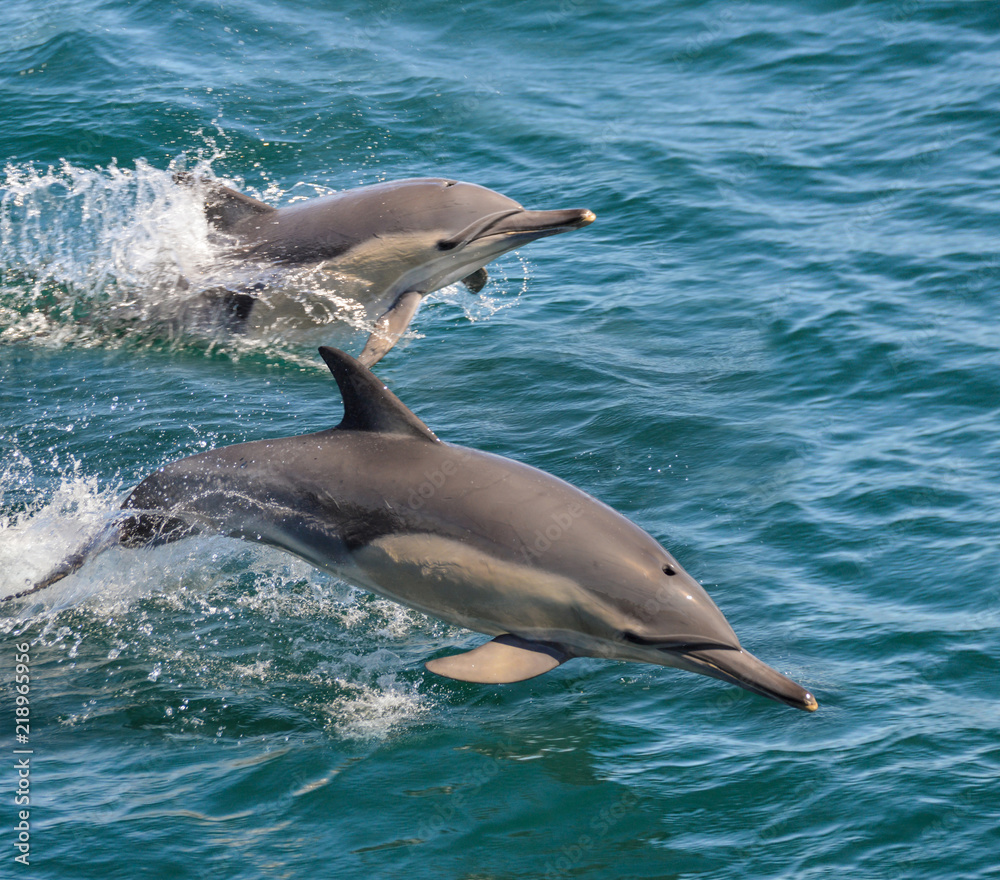 Naklejka premium Common Dolphins