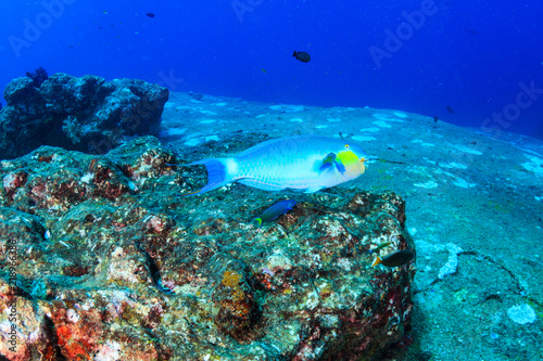 Colorful Parrotfish feeding on a tropical coral reef